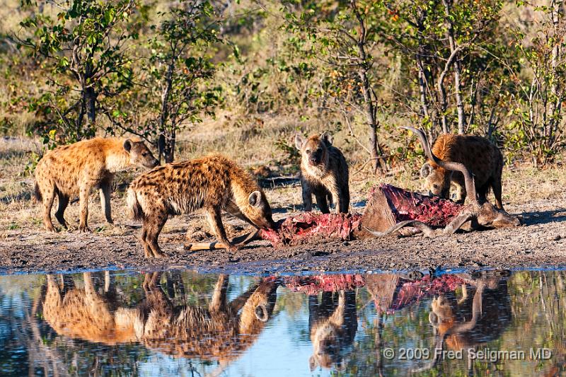 20090617_085034 D300 (1) X1.jpg - Hyena Feeding Frenzy Part 1.  A group of 4-5 hyenas are feeding on a dead Kudu.  This set of about 12 photos are over a period of an hour, approximately 8-9 AM.  Whether the hyenas made the kill or not could not be established